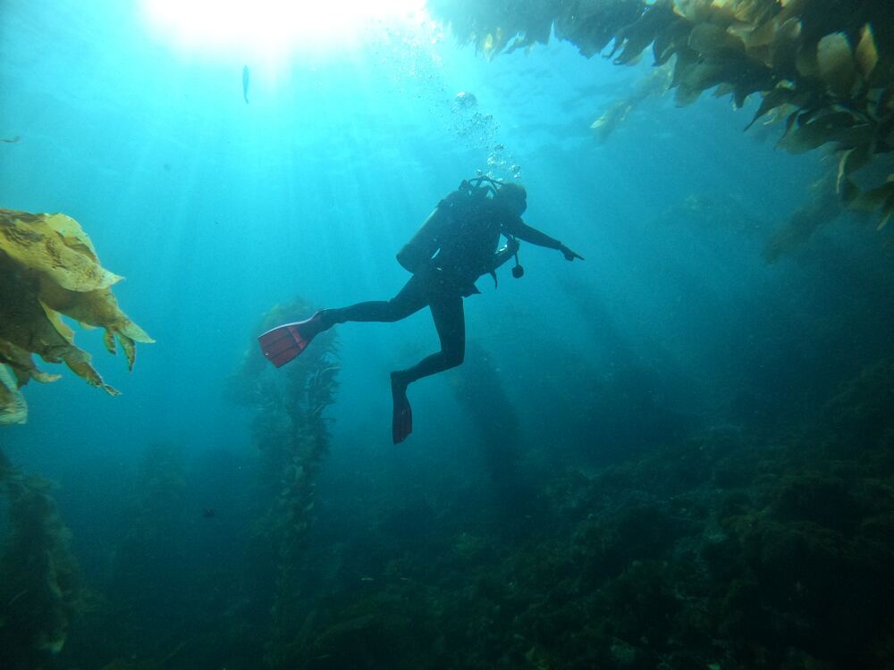 Underwater photograph